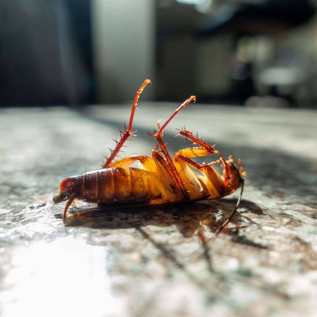 Cockroach control services