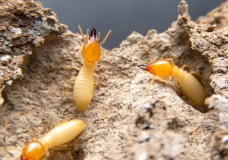 Termite pest control